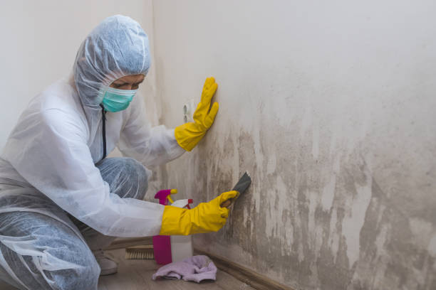 Mold Testing and Removal in New Cordell, OK