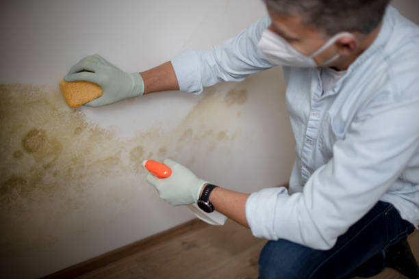 Trusted New Cordell, OK Mold Removal Experts